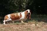 BASSET HOUND 153